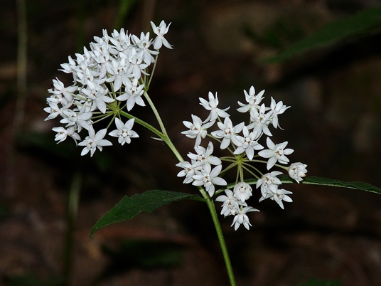 {Asclepias quadrifolia}